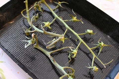 Empty tomato box with green stems concept shortage Stock Photos
