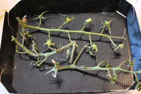Empty tomato box with green stems concept shortage Fotos Stock
