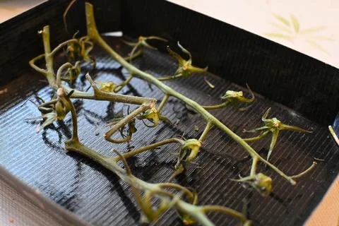 Empty tomato box with green stems concept shortage Fotos Stock