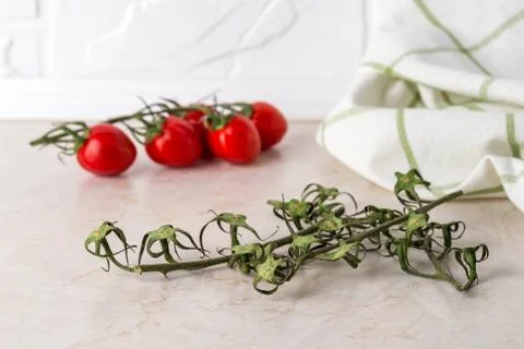 Empty tomato twigs, stem with red tomato and towel on on a kitchen table. Stock Photos