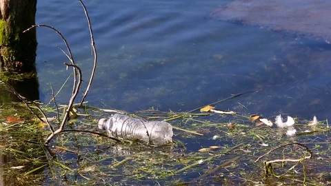 Empty transparent plastic bottle floating on the water among grass Stock Footage 119869124