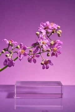 An empty transparent podium in rectangle shape displayed with a purple flower Stock Photos