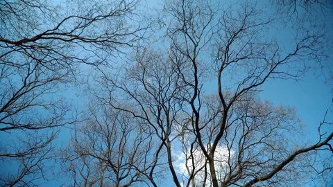 Empty tree branches against the sky in spring. Beautiful branches resemble veins Stock Footage