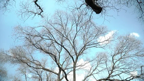 Empty tree branches against the sky in spring. Beautiful branches resemble veins Stock Footage 106869015