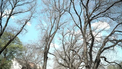 Empty tree branches against the sky in spring. Beautiful branches resemble veins Stock Footage 106869049
