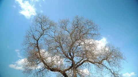 Empty tree branches against the sky in spring. Beautiful branches resemble veins Stock Footage 106869072