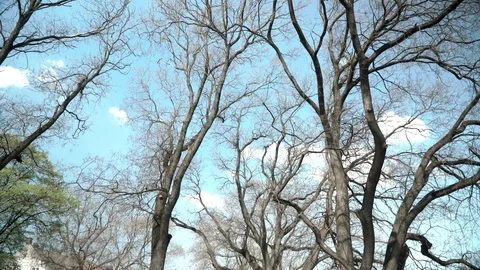 Empty tree branches against the sky in spring. Beautiful branches resemble veins Stock Footage 106869104