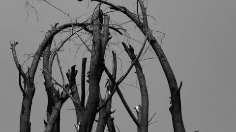 Empty Tree Branches in Black and white, Scary Horror looking vintage Tree Stockbeeldmateriaal 175909066