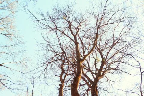 Empty tree branches Stock Photos