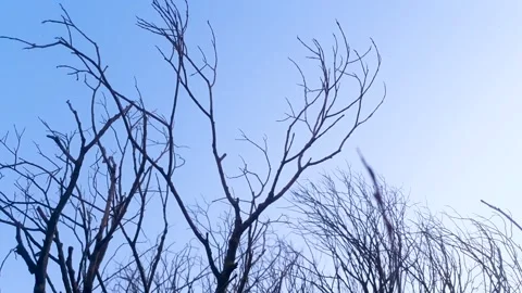 Empty tree branches. Tree with empty branches blue sky. Stock-Footage 278838546