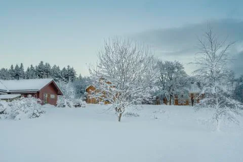 Empty Tree cover by winter snow in Norway Stock Photos