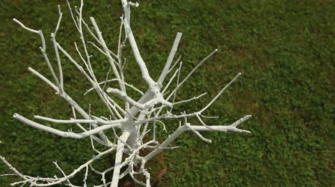 Empty tree decoration Stock Footage 43077840