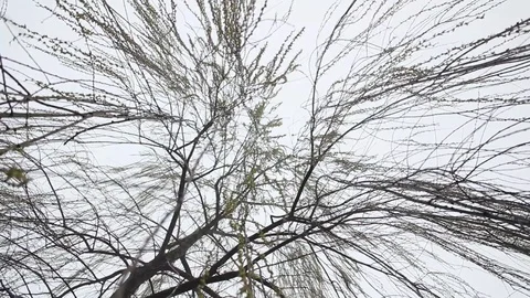 Empty tree in a foggy day in a winter forest Stock Footage 112046776