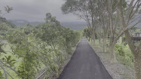 Empty Tree Lined Path Through A Riverside Park Under Overcast Sky Stock Footage 342832259