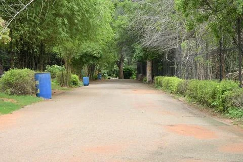 Empty tree lined pathway through lush tropical park with natural green land.. Stockfoto's
