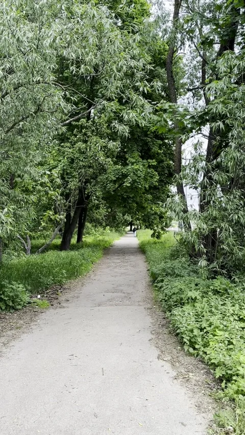 Empty Tree Lined Pedestrian Path Through Urban Greenery Stock Footage 341569251