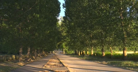 Empty tree lined road at sunset in Quintana Redonda Vídeo Stock 344043708