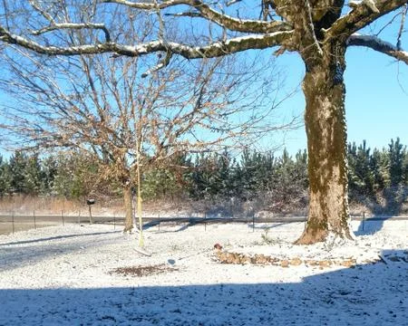 Empty Tree Swing Stock Photos
