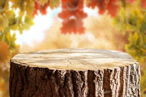 Empty tree trunk for display montags Stock Photos
