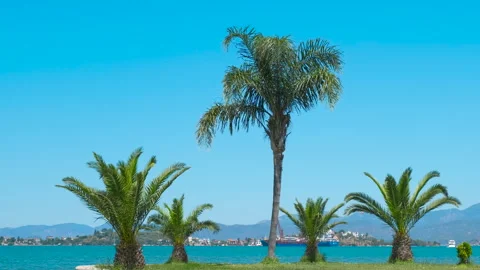 Empty tropical meadow in the sun rays. 動画素材 253929093