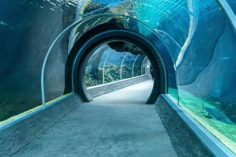 Empty tunnel in oceanarium Stock Photos