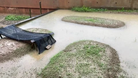 Empty Vegetable Garden Soil Beds Flooded During Rain In Backyard Stock Footage 321920607