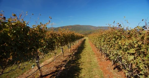Empty Vines, Beautiful Vineyard &amp; Winery with Rolling Green Hills Stock Footage 120927432
