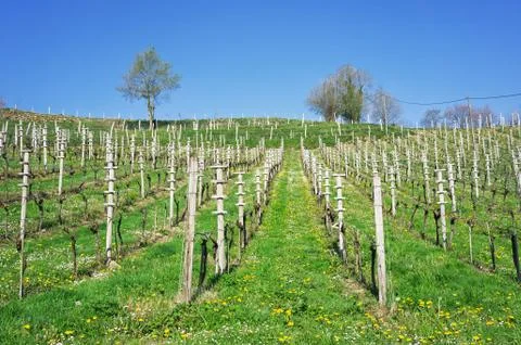 Empty vineyard with wooden posts Stock Photos
