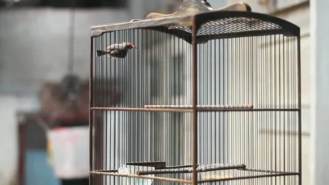 Empty vintage bird cage hanging outdoors close up Stock Footage 329679264