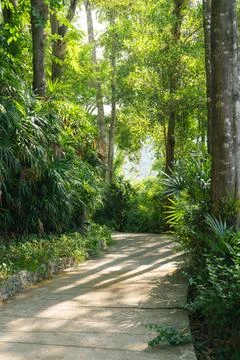 Empty walking path surrounded by tropical trees in morning sunlight. Tranqu.. Fotos Stock