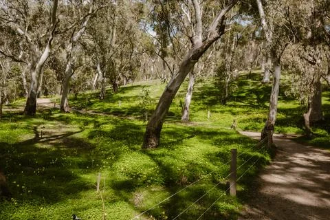 Empty walking path surrouned bu beautiful eucalyptus trees surrouned by gre.. Stock Photos