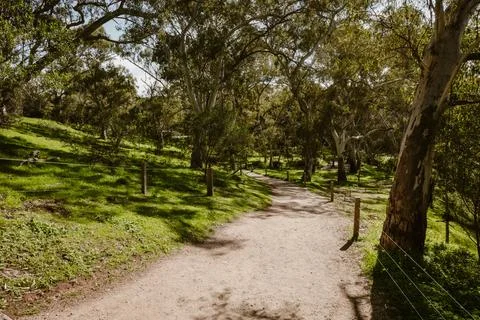 Empty walking path surrouned bu beautiful eucalyptus trees surrouned by gre.. Stock Photos