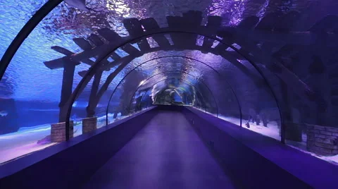 Empty walkway in aquarium. Stock Footage 49442690