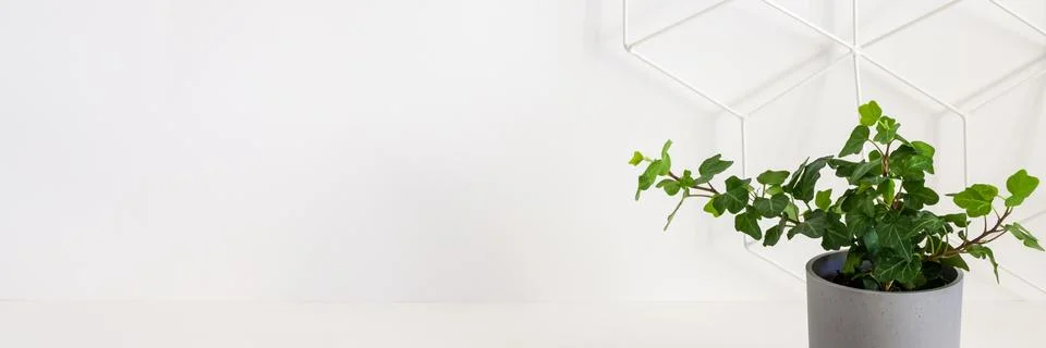 Empty wall. Copy space. A real plant, ivy. Geometric pattern on the wall. Stock Photos