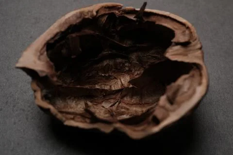 Empty walnut shell half Stock Photos