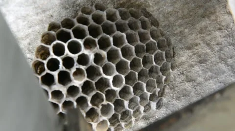 Empty wasp nest Vidéo 53218182