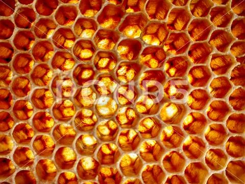 Empty wax bee texture Stock Photos
