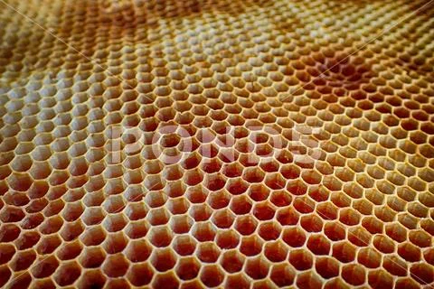 Empty wax bee texture Stock Photos