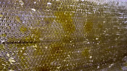 Empty wax honeycombs. Bee farm. Production of natural honey, agriculture. Stock Footage 218816528