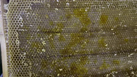 Empty wax honeycombs. Bee farm. Production of natural honey, agriculture. Stock Footage 218822495
