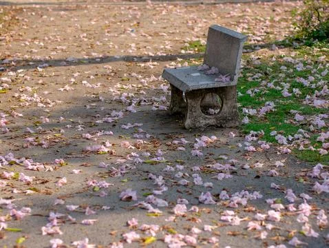 Empty weathered stone bench surrounded by fallen pink flower petals on grou.. Foto stock