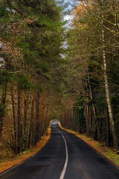 Empty wet road through the forest in autumn rainy day Stock Photos