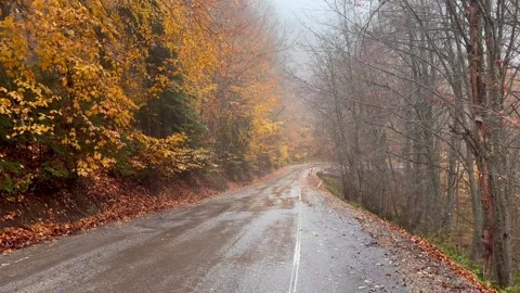An Empty, Wet Road Winding Through a Moody Forest in Peak Autumn Color, Bol.. Stock Footage 314206990