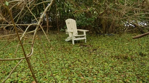 Empty White adirondack chair framed by tree branches in green grass. Bright suns Stock Footage 288053408