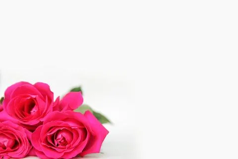 Empty White Background with Bright Pink Roses Framing the Lower Corner Stock Photos