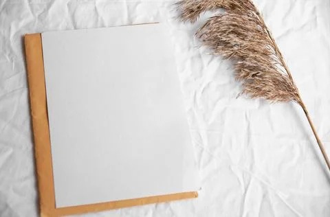 Empty white card with envelope, pampas grass Stock Photos