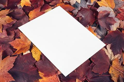 Empty white card mockup lying diagonally on fall leaves background Stock Photos