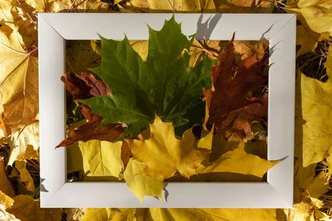 An empty white frame on a background of autumn red and yellow maple leaves wi Stock Photos