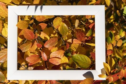 An empty white frame on a background of autumn red and yellow leaves with a p Stock Photos