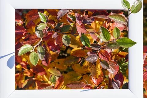 An empty white frame on a background of autumn red and yellow leaves with a p Foto stock